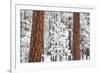 Snow Covered Ponderosa Pine Trees-Craig Tuttle-Framed Photographic Print