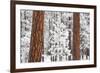 Snow Covered Ponderosa Pine Trees-Craig Tuttle-Framed Photographic Print