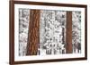 Snow Covered Ponderosa Pine Trees-Craig Tuttle-Framed Photographic Print