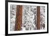 Snow Covered Ponderosa Pine Trees-Craig Tuttle-Framed Photographic Print