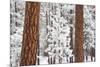 Snow Covered Ponderosa Pine Trees-Craig Tuttle-Mounted Photographic Print