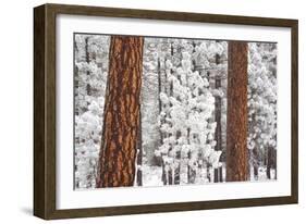 Snow Covered Ponderosa Pine Trees-Craig Tuttle-Framed Photographic Print