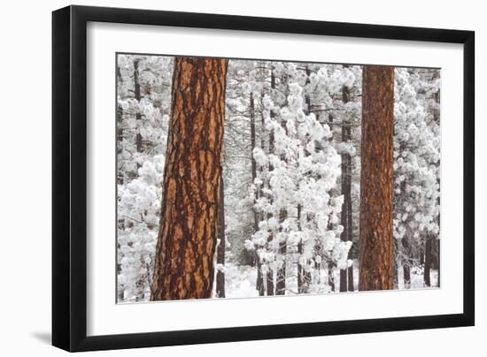 Snow Covered Ponderosa Pine Trees-Craig Tuttle-Framed Photographic Print