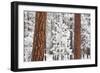 Snow Covered Ponderosa Pine Trees-Craig Tuttle-Framed Photographic Print