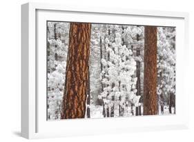 Snow Covered Ponderosa Pine Trees-Craig Tuttle-Framed Photographic Print