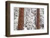 Snow Covered Ponderosa Pine Trees-Craig Tuttle-Framed Photographic Print