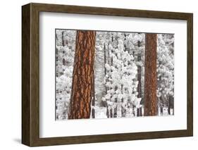 Snow Covered Ponderosa Pine Trees-Craig Tuttle-Framed Photographic Print