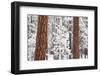 Snow Covered Ponderosa Pine Trees-Craig Tuttle-Framed Photographic Print