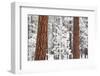 Snow Covered Ponderosa Pine Trees-Craig Tuttle-Framed Photographic Print