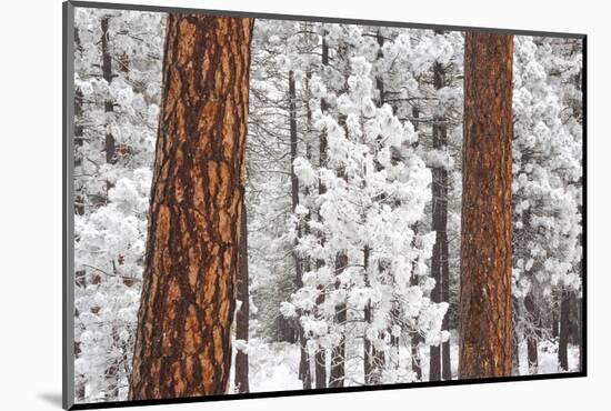 Snow Covered Ponderosa Pine Trees-Craig Tuttle-Mounted Photographic Print