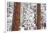 Snow Covered Ponderosa Pine Trees-Craig Tuttle-Framed Photographic Print