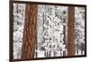 Snow Covered Ponderosa Pine Trees-Craig Tuttle-Framed Photographic Print