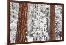 Snow Covered Ponderosa Pine Trees-Craig Tuttle-Framed Photographic Print