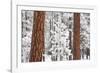 Snow Covered Ponderosa Pine Trees-Craig Tuttle-Framed Photographic Print