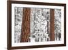 Snow Covered Ponderosa Pine Trees-Craig Tuttle-Framed Photographic Print