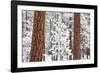 Snow Covered Ponderosa Pine Trees-Craig Tuttle-Framed Photographic Print