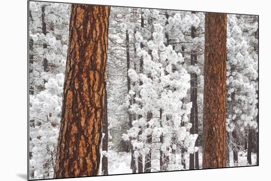 Snow Covered Ponderosa Pine Trees-Craig Tuttle-Mounted Photographic Print