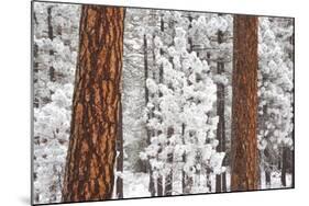 Snow Covered Ponderosa Pine Trees-Craig Tuttle-Mounted Photographic Print