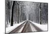 Snow Covered Road & Trees-null-Mounted Art Print