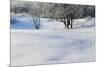 Snow-covered sand dunes, frosted winter trees, Fertile Sand Hills Recreation Area, Minnesota, USA.-Panoramic Images-Mounted Photographic Print