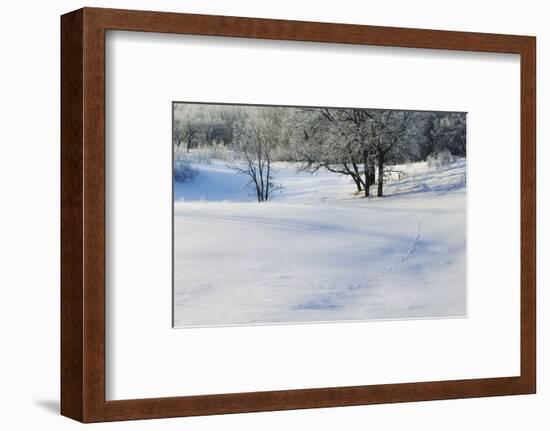 Snow-covered sand dunes, frosted winter trees, Fertile Sand Hills Recreation Area, Minnesota, USA.-Panoramic Images-Framed Photographic Print