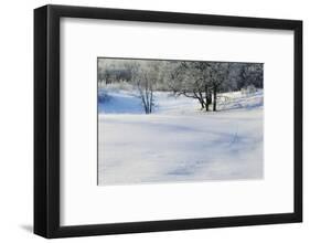 Snow-covered sand dunes, frosted winter trees, Fertile Sand Hills Recreation Area, Minnesota, USA.-Panoramic Images-Framed Photographic Print