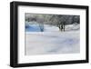 Snow-covered sand dunes, frosted winter trees, Fertile Sand Hills Recreation Area, Minnesota, USA.-Panoramic Images-Framed Photographic Print