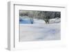 Snow-covered sand dunes, frosted winter trees, Fertile Sand Hills Recreation Area, Minnesota, USA.-Panoramic Images-Framed Photographic Print