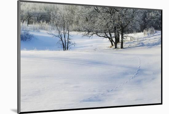 Snow-covered sand dunes, frosted winter trees, Fertile Sand Hills Recreation Area, Minnesota, USA.-Panoramic Images-Mounted Photographic Print