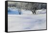 Snow-covered sand dunes, frosted winter trees, Fertile Sand Hills Recreation Area, Minnesota, USA.-Panoramic Images-Framed Stretched Canvas