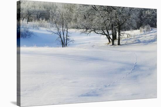 Snow-covered sand dunes, frosted winter trees, Fertile Sand Hills Recreation Area, Minnesota, USA.-Panoramic Images-Stretched Canvas