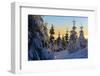 Snow-Covered Spruces at Sunrise at the Wurmberg in Harz, Near Braunlage, Lower Saxony, Germany-Andreas Vitting-Framed Photographic Print