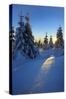 Snow-Covered Spruces at Sunrise at the Wurmberg in Harz, Near Braunlage, Lower Saxony, Germany-Andreas Vitting-Stretched Canvas