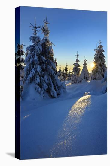 Snow-Covered Spruces at Sunrise at the Wurmberg in Harz, Near Braunlage, Lower Saxony, Germany-Andreas Vitting-Stretched Canvas