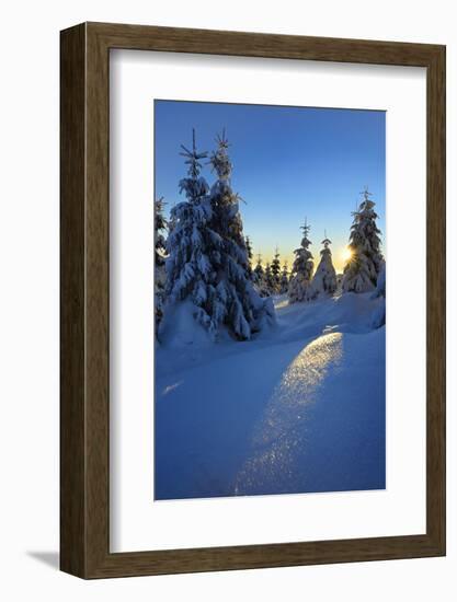 Snow-Covered Spruces at Sunrise at the Wurmberg in Harz, Near Braunlage, Lower Saxony, Germany-Andreas Vitting-Framed Photographic Print