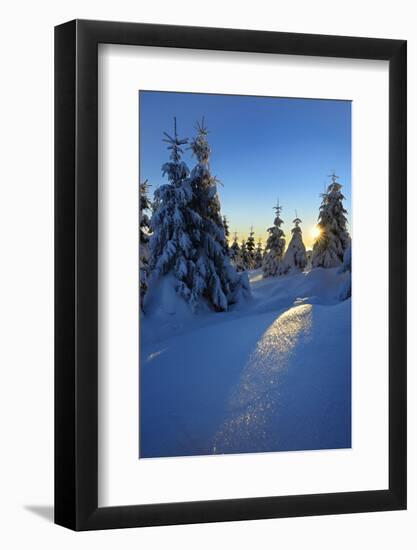 Snow-Covered Spruces at Sunrise at the Wurmberg in Harz, Near Braunlage, Lower Saxony, Germany-Andreas Vitting-Framed Photographic Print