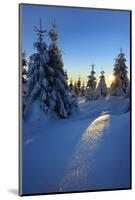 Snow-Covered Spruces at Sunrise at the Wurmberg in Harz, Near Braunlage, Lower Saxony, Germany-Andreas Vitting-Mounted Photographic Print