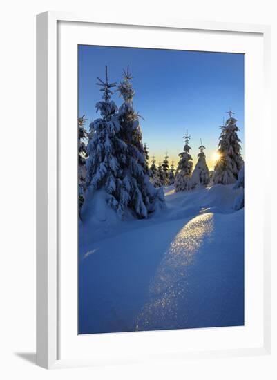 Snow-Covered Spruces at Sunrise at the Wurmberg in Harz, Near Braunlage, Lower Saxony, Germany-Andreas Vitting-Framed Photographic Print