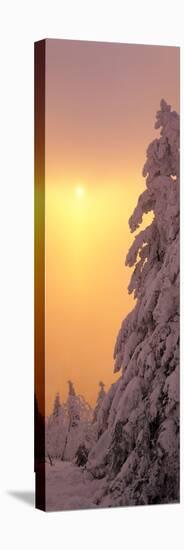 Snow Covered Tree in Winter at Sunset, Feldberg Mountain, Black Forest, Baden-Wurttemberg, Germany-null-Stretched Canvas