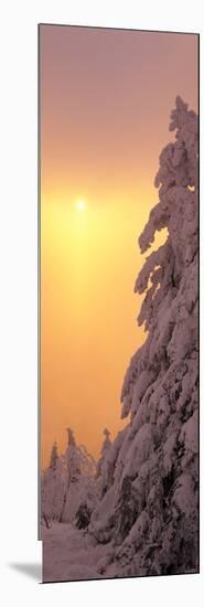 Snow Covered Tree in Winter at Sunset, Feldberg Mountain, Black Forest, Baden-Wurttemberg, Germany-null-Mounted Photographic Print