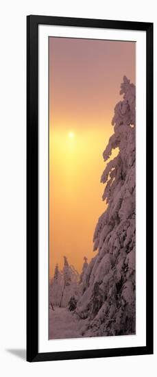 Snow Covered Tree in Winter at Sunset, Feldberg Mountain, Black Forest, Baden-Wurttemberg, Germany-null-Framed Photographic Print