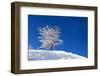 Snow-Covered Tree on a Background of Blue Sky-photokin-Framed Photographic Print