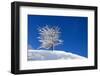 Snow-Covered Tree on a Background of Blue Sky-photokin-Framed Photographic Print