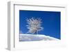 Snow-Covered Tree on a Background of Blue Sky-photokin-Framed Photographic Print