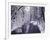 Snow Covered Trees along Creek in Winter Landscape-Jan Lakey-Framed Photographic Print