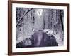 Snow Covered Trees along Creek in Winter Landscape-Jan Lakey-Framed Photographic Print