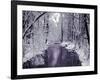 Snow Covered Trees along Creek in Winter Landscape-Jan Lakey-Framed Photographic Print