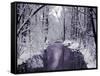 Snow Covered Trees along Creek in Winter Landscape-Jan Lakey-Framed Stretched Canvas