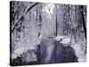 Snow Covered Trees along Creek in Winter Landscape-Jan Lakey-Stretched Canvas