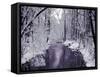 Snow Covered Trees along Creek in Winter Landscape-Jan Lakey-Framed Stretched Canvas